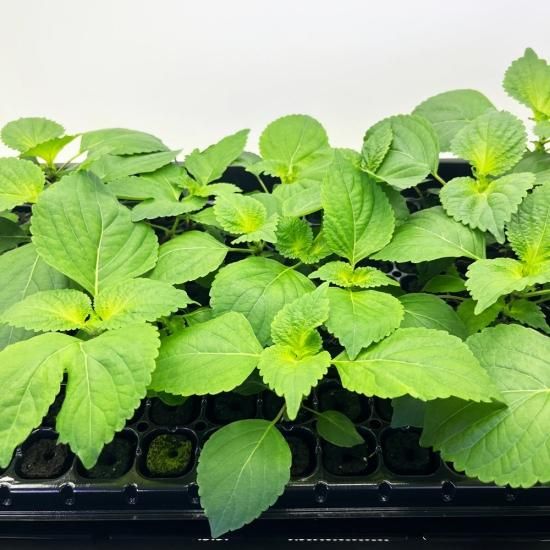 青シソ 苗 50株 水耕栽培、水耕栽培の専門店「さかな畑」