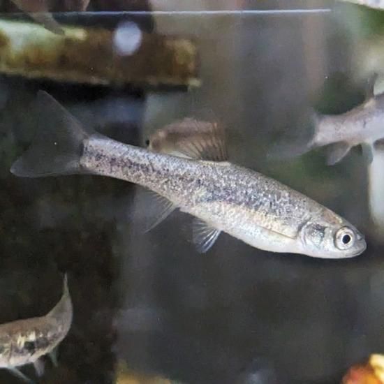 タカハヤ 稚魚【20匹】 淡水魚 アクアポニックス 飼育 養殖タカハヤ