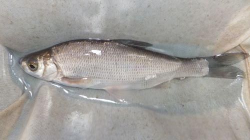 魚の本　北アメリカ淡水魚 20210818073536-150x254.jpg