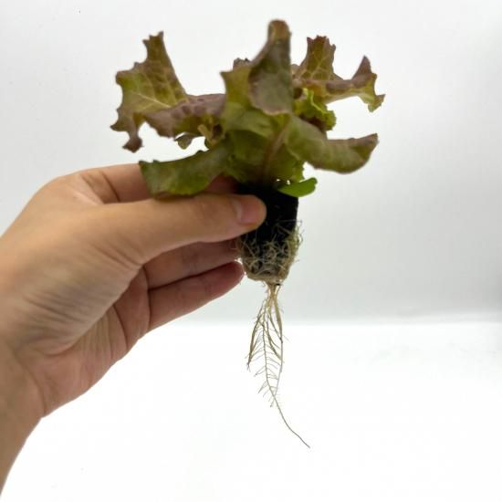 Amazon | トーホク サニーレタス | 野菜