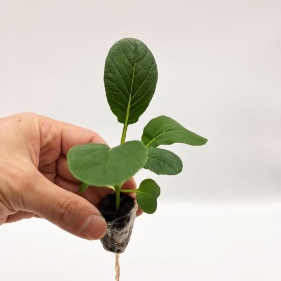 コマツナ 苗 1株 水耕栽培、水耕栽培の専門店「さかな畑」