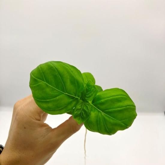 スイートバジル 苗 1株 アクアポニックス 水耕栽培、水耕栽培の専門店