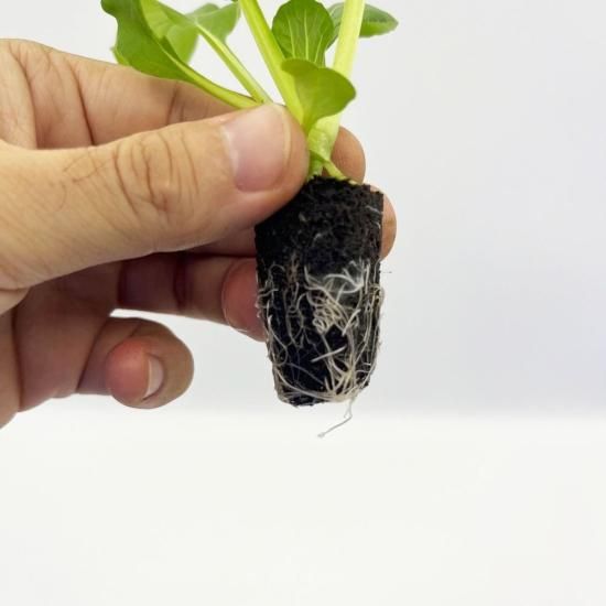 水菜商品 楽天市場】極早生水天 水菜 (SC3-306) 2dl 水菜 ミズナ みずな