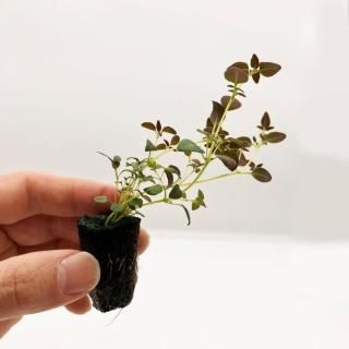 <img class='new_mark_img1' src='https://img.shop-pro.jp/img/new/icons5.gif' style='border:none;display:inline;margin:0px;padding:0px;width:auto;' />  ̺  1ù⤤ѥϡ֡ѹߤ˺Ŭ