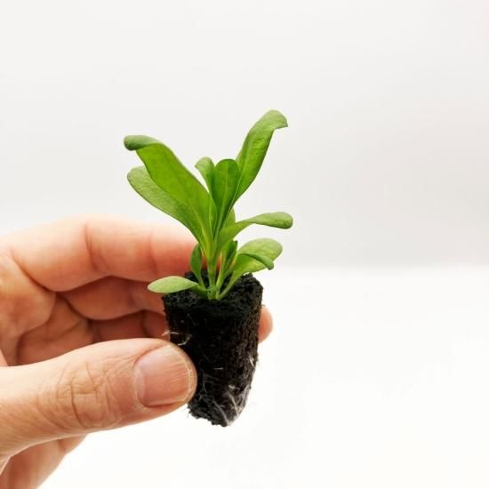 苗 50株 水耕栽培、水耕栽培の専門店「さかな畑」