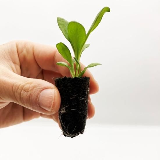 苗 50株 水耕栽培、水耕栽培の専門店「さかな畑」