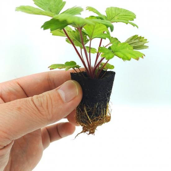 ワイルドストロベリー 苗 1株【水耕栽培用】｜年間を通してイチゴを