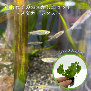 ϤƤΥݥ˥åݥå 쥿 ͤ碌å | ҥ10ɤ10ɤ ͵쥿3 | ̵