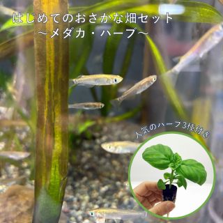 ϤƤΥݥ˥åݥå ϡ ͤ碌å | ҥ10ɤ10ɤ ͵ϡ3 | ̵