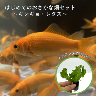 ϤƤΥݥ˥åݥå 󥮥硦쥿 ͤ碌å | 󥮥3ɤ ͵쥿3 | 