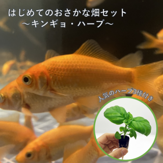 ϤƤΥݥ˥åݥå 󥮥硦ϡ ͤ碌å | 󥮥3ɤ ͵ϡ3 | 