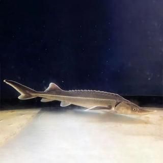 2ɤåȡ 祦 յ / 祦 / Ĺ20cm (4cm)ôѾѡݥ˥å桦ܿùȯ̵