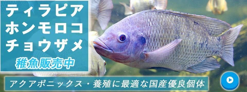 おさかな畑 | アクアポニックス専門オンラインストア