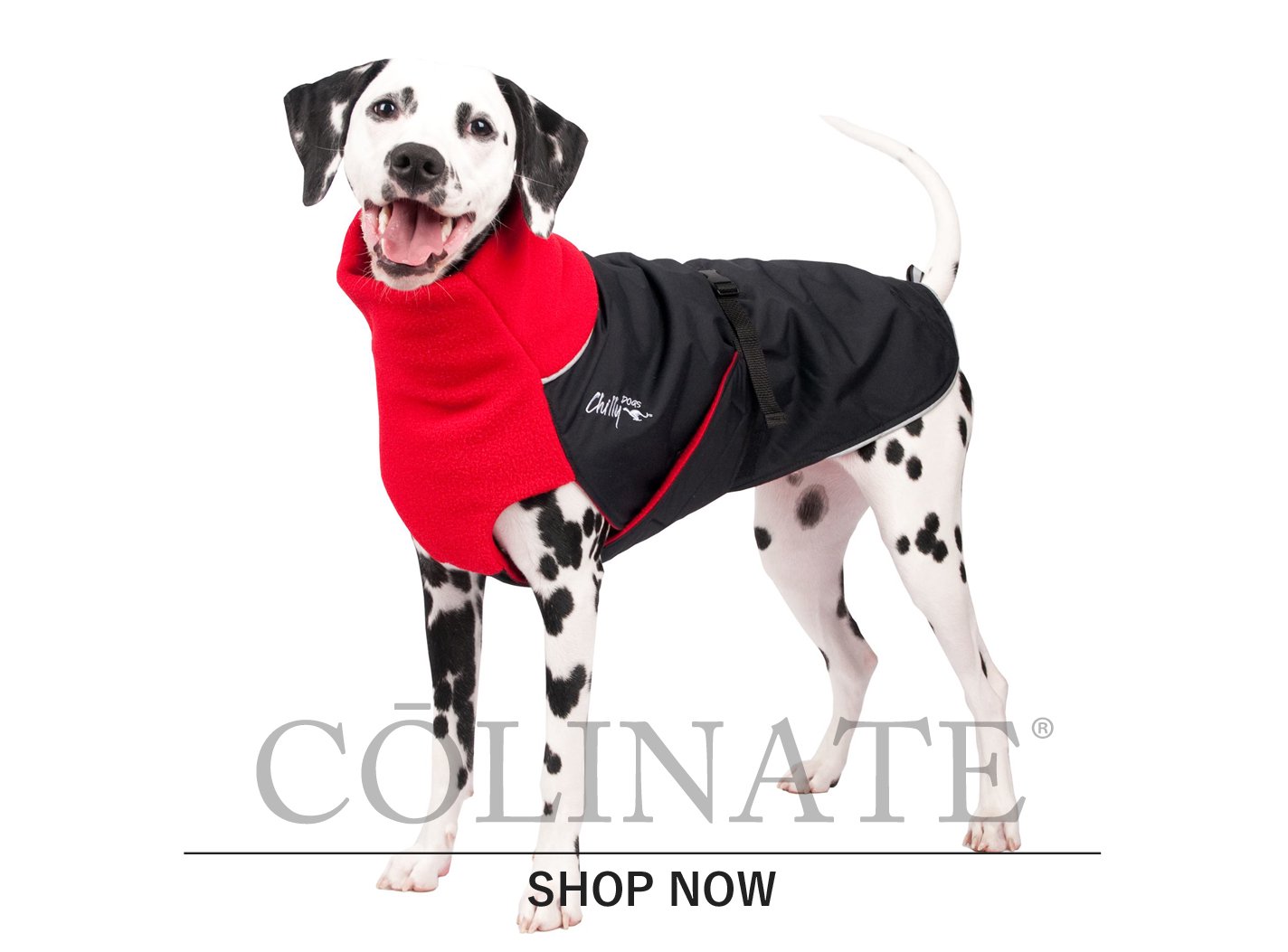 ダルメシアンの犬服・犬用品・犬グッズ・犬訓練用具・犬用品通販