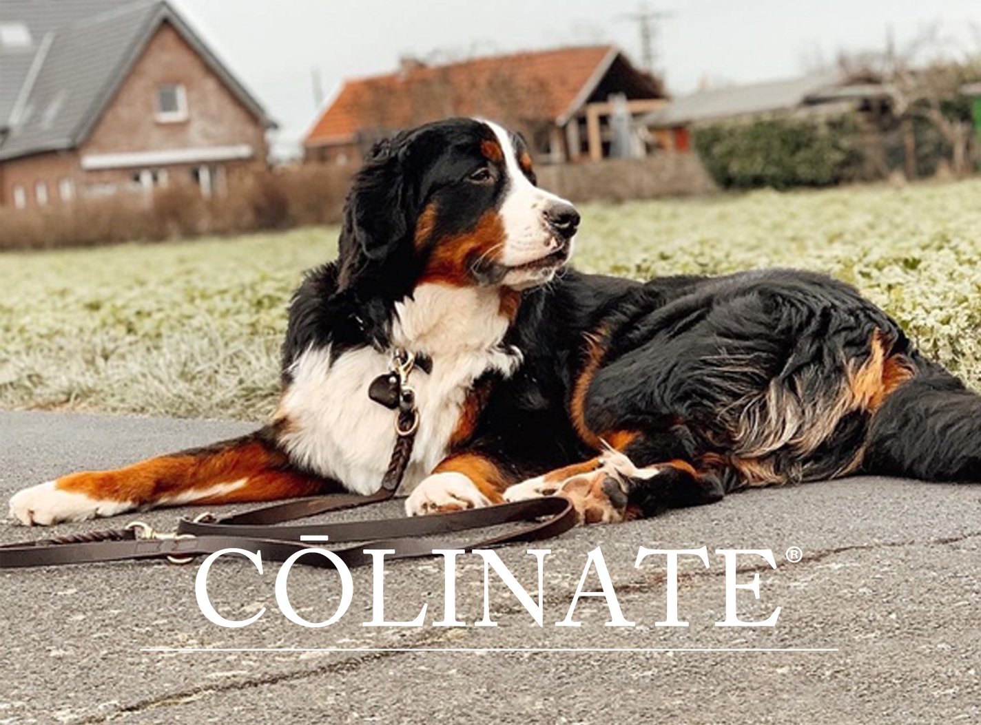 ショルダーリード（肩がけリード） - 大型犬のためのハイクオリティ訓練用品店【COLINATE（コーリネイト）】