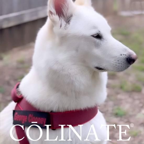 ユリウスk9 ネームタグ