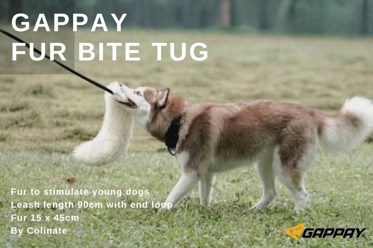 犬訓練バイトタグ