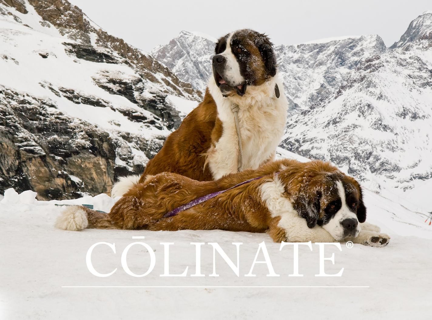 特大 セントバーナード WARABE 激レア レトロ 限定出品 セント