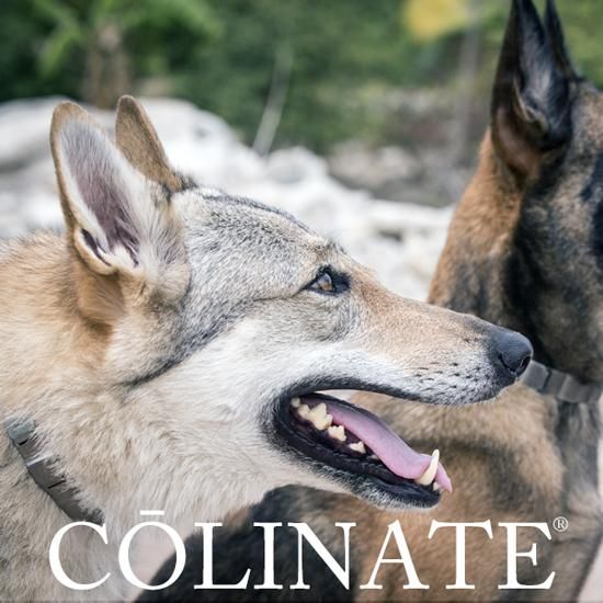 大型犬用 首輪 スパイク ハイクオリティ スパイクカラー プロングカラー ドイツ製 圧倒的なクオリティのスパイク首輪 大型犬 超大型犬 のためのしつけ用スパイク首輪 ネックテック スパイクカラー 大型犬用 首輪 スパイク ハイクオリティ スパイクカラー プロングカラー ドイツ製 圧倒的なクオリティのスパイク首輪 大型犬 超大型犬 のためのしつけ用スパイク首輪 ネックテック スパイクカラー
