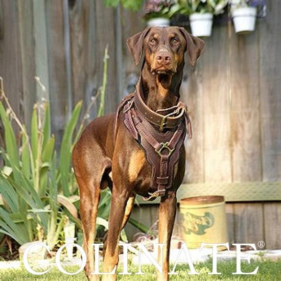 中型犬 大型犬 超大型犬用 ハーネス 高級本革製 警察犬種 作業犬種 闘犬種向け 天然の高級革を使用した中型犬 大型犬 超大型犬用ハーネス 大型 犬のためのハイクオリティ訓練用品店コーリネイト