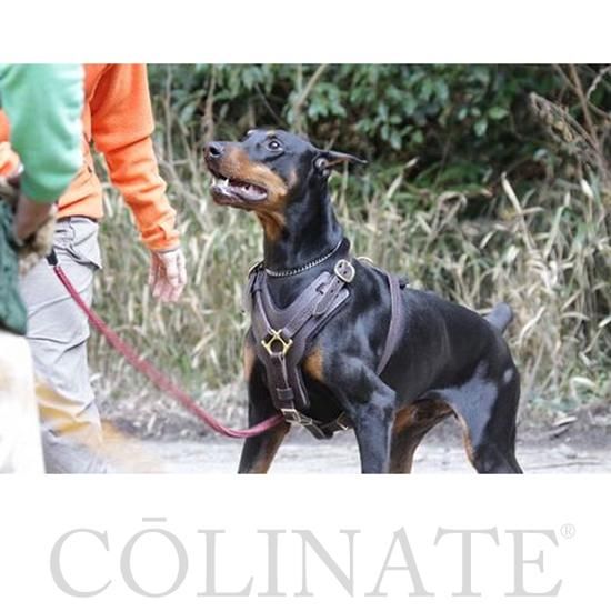 中型犬 大型犬 超大型犬用 ハーネス 高級本革製 警察犬種 作業犬種 闘犬種向け 天然の高級革を使用した中型犬 大型犬 超大型犬用ハーネス 大型 犬のためのハイクオリティ訓練用品店コーリネイト