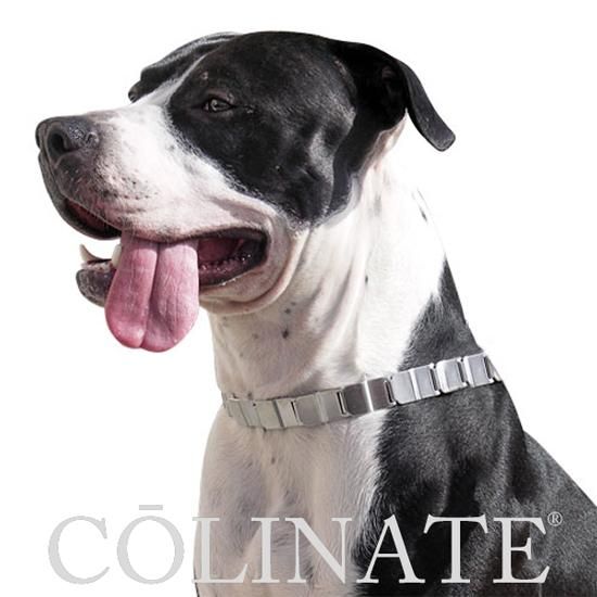 大型犬用 首輪 スパイク＞ ハイクオリティ スパイクカラー