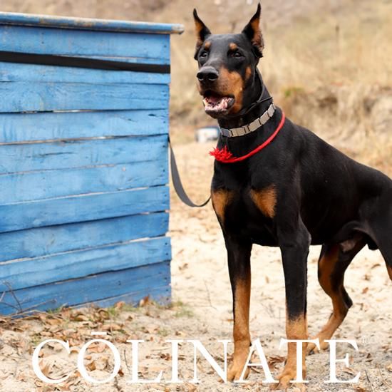 スペイン製 高級犬用首輪(M)とリード（最大2m) Peruvian Pikes