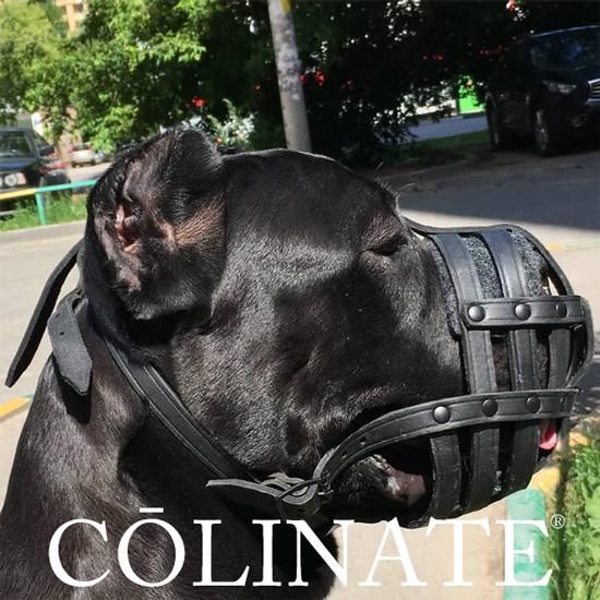 小 中 大型犬用 口輪 ロイヤル マズルガード Colinate コーリネイト