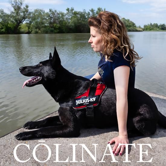 小型犬・中型犬・大型犬・超大型犬用 ハーネス【メッシュ/Mesh】正規品