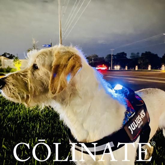 ユリウスk9ハーネス用 Ledライト フラッシュ Flash 正規品 Julius K9 ユリウスケーナイン 警察犬 使役犬向け ユリウスk9ハーネス用 Ledライト フラッシュ Flash 正規品 Julius K9 ユリウスケーナイン 警察犬 使役犬向け