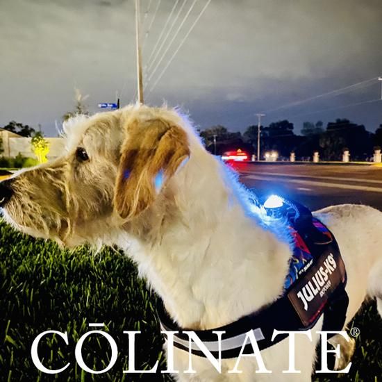 大型犬のためのハイクオリティ訓練用品店 Colinate コーリネイト