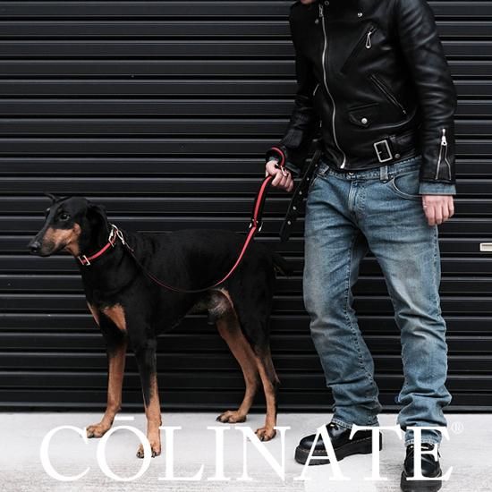 小型犬・中型犬・大型犬・超大型犬用 首輪【ALL DOGS ARE