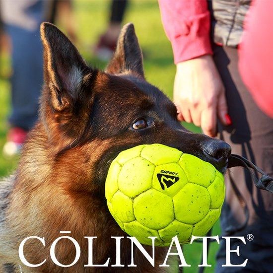 犬 トロフィー 第16回 優勝旗争奪訓練競技会 オブジェ 置き物 dog 犬 トロフィー 第16回 優勝旗争奪訓練競技会 オブジェ 置き物