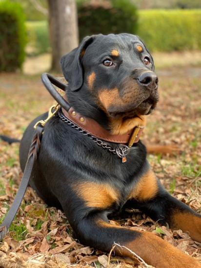 大型犬用 首輪 革 ハンドル付き ヘビー デューティトレーニング カラー