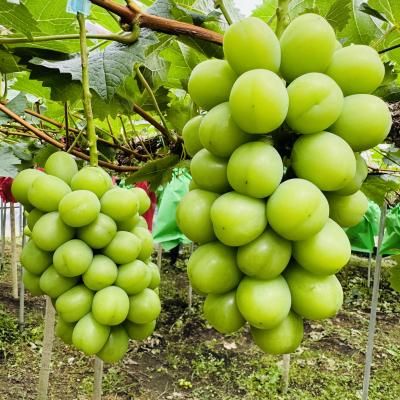 ぶどう農園 Nini farm オンラインショップ