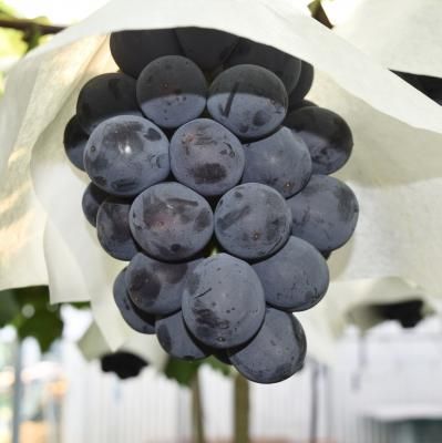 ぶどう農園直送⚠️さま用　vuvvセット ぶどう農園 Nini farm オンラインショップ