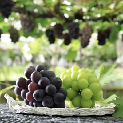 ぶどう10枚 スパークリングぶどう500mlPET(24本入) | 宮崎県農協果汁（サンA