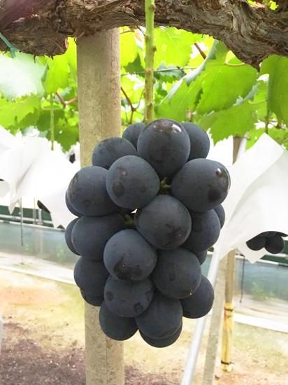 ぶどう農園 Nini farm オンラインショップ