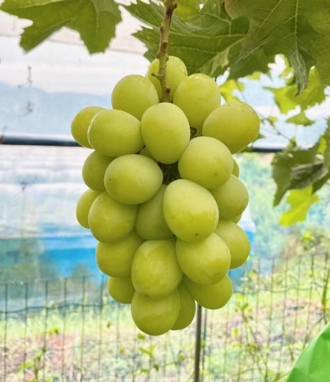 ぶどう農園 Nini farm オンラインショップ