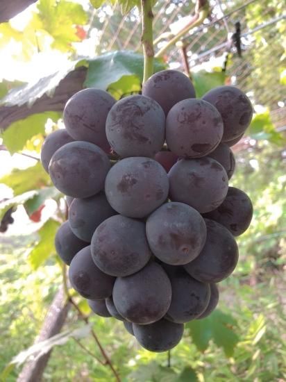 ぶどう農園 Nini farm オンラインショップ