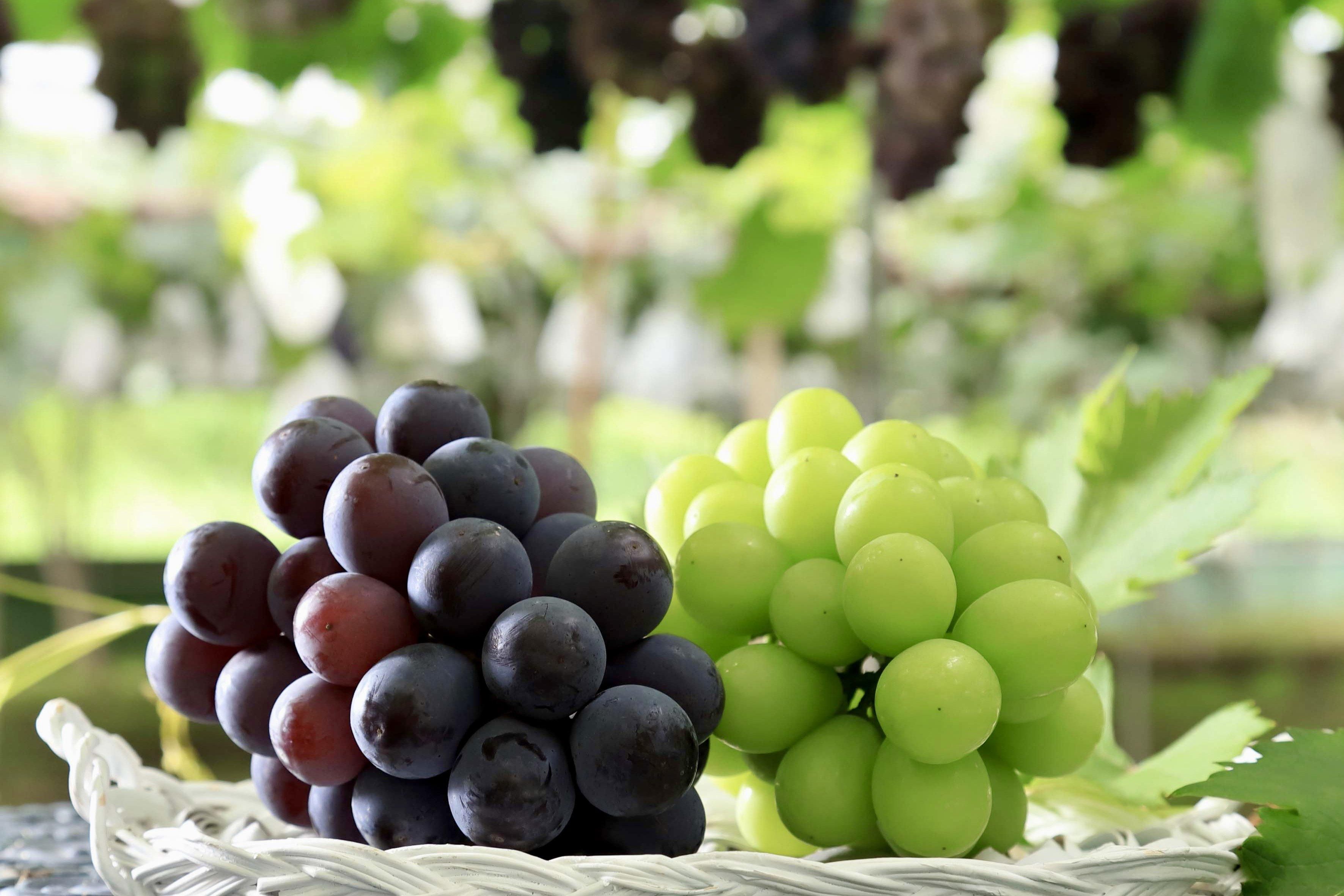 ぶどう農園 Nini farm オンラインショップ