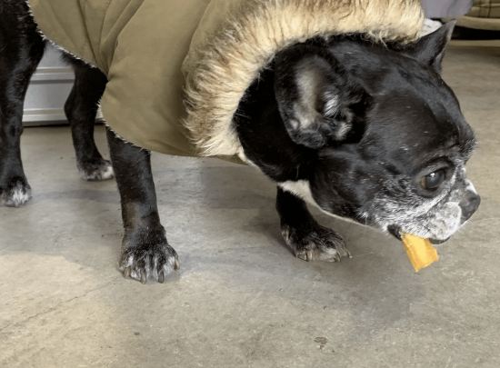 干し芋 紅はるか Benny 犬用 干し芋280g 干し芋 紅はるか Benny 犬用 干し芋280g