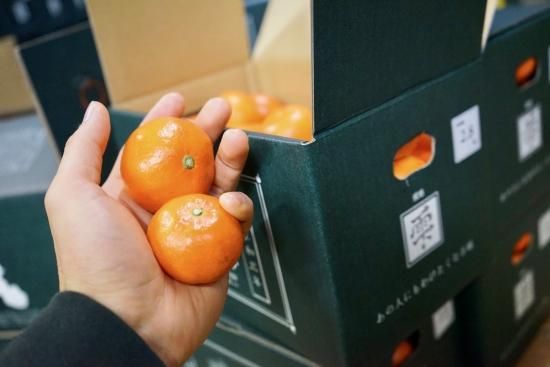 紅みかん「雫」2.8kg - 善兵衛農園オンラインショップ