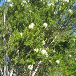 ロザリナ/Rosalina/Melaleuca ericifolia