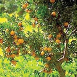 ビターオレンジ/Bitter Orange BIO/Citrus aurantium bigaradia