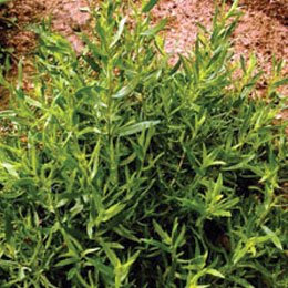 エストラゴン（タラゴン）/Estragon/Artemisia dracunculus