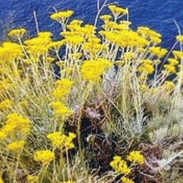 ヘリクリサム/Helichrysum/Helichrysum Italicum