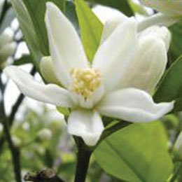 ネロリeo Citrus Aurantium Bigaradia 香りの専門会社 Air Of Fragrance