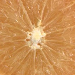 グレープフルーツ/Grapefruit/Citrus paradisi