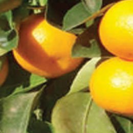 タンジェリン/Tangerin/Citrus reticulata hybrida